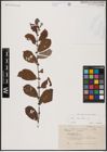 Foto von Salix aurita L.